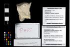 Foto (Objekt + Etikett) von Cracensigillatus acutirostris (Moericke, 1889)  (NHMW-GEO-2014-0194-0755)